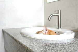 Cute cat bathes in a white sink in the bathroom. photo