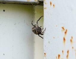 female spider of the crosspiece weaves the net. Spider on the fence. photo