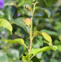Ants graze a colony of aphids on young pear shoots. Pests of plant aphids. photo