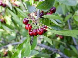 maduro dulce cereza. foto