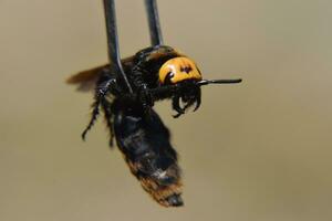 Megascolia maculata. The mammoth wasp. photo