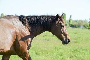 Horses graze in the pasture. Paddock horses on a horse farm. Walking horses photo