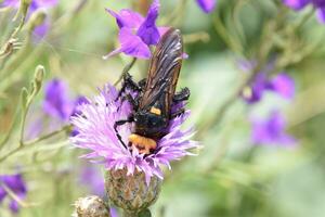 Megascolia maculata. The mammoth wasp. photo