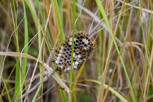 Nest of wasps polist in the grass. Small view wasp polist photo