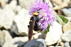 Megascolia maculata. The mammoth wasp. photo