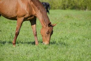 Horses graze in the pasture. Paddock horses on a horse farm. Walking horses photo