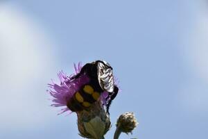 Megascolia maculata. The mammoth wasp. photo