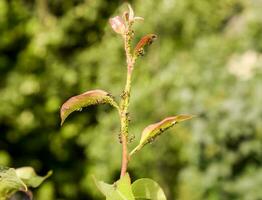 Ants graze a colony of aphids on young pear shoots. Pests of plant aphids. photo