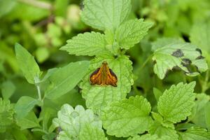 Butterfly red colored sat on a green leaf. Full photo with a sharp Closeup of a Skipper Hesperiidae butterfly taken with a macro lens. Now you can crop the photo itself