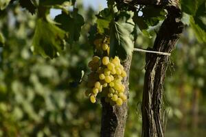 The grape gardens. Cultivation of wine grapes at the Sea of Azov photo