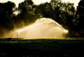 Irrigation system in field of melons. Watering the fields. Sprinkler photo