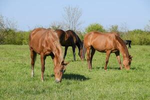 Horses graze in the pasture. Paddock horses on a horse farm. Walking horses photo