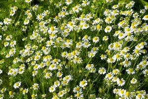 Glade. Flowering chamomile. photo