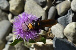 Megascolia maculata. The mammoth wasp. photo