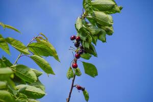 Ripe sweet cherry. photo