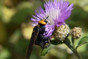 Megascolia maculata. The mammoth wasp. photo