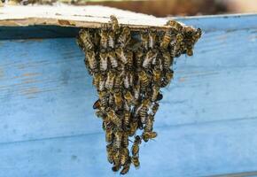 el comenzando de el pululando de el abejas. un pequeño enjambre de hipnotizado abejas en cartulina papel. colmenar. foto