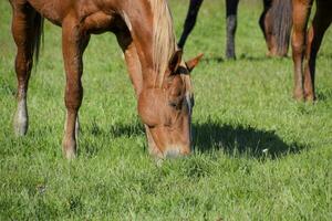 Horses graze in the pasture. Paddock horses on a horse farm. Walking horses photo