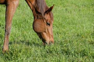 Horses graze in the pasture. Paddock horses on a horse farm. Walking horses photo