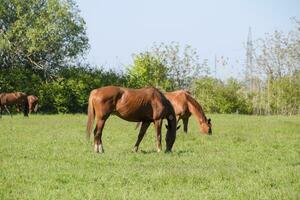 Horses graze in the pasture. Paddock horses on a horse farm. Walking horses photo