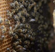 Honey bees on the home apiary photo