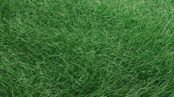 3d verde erba si sviluppa nel il vento video