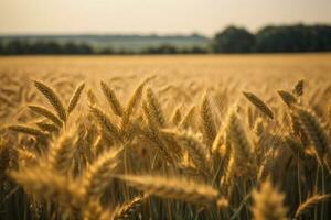 ai generado un trigo campo frontera foto