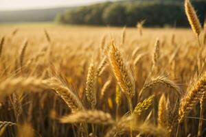 AI generated A wheat field border photo