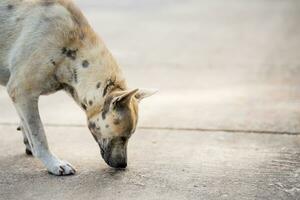 White and brown stray dog on street. Homeless animal sniffng for food to survive. photo