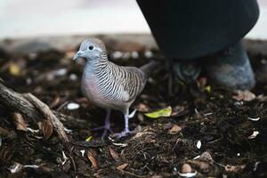 Java dove is looking for food. photo