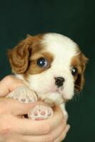 Cute small cavalier king charles spaniel puppy in the palms photo