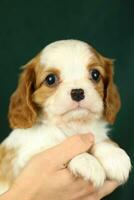 Cute small cavalier king charles spaniel puppy in the palms photo