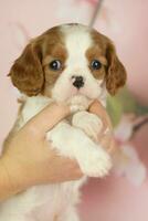 Cute cavalier King Charles spaniel puppy on pink background photo