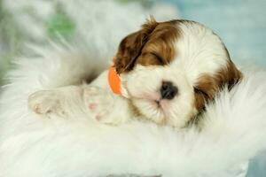 Cute sleeping cavalier King Charles spaniel puppy on white background photo