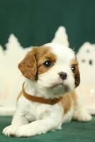 Cute small cavalier king charles spaniel puppies photo