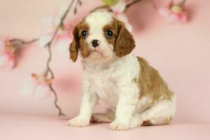 Cute cavalier King Charles spaniel puppy on pink background photo