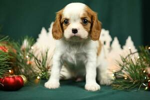 Cute small cavalier king charles spaniel puppies with christmas decorations photo