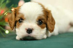 Cute small cavalier king charles spaniel puppies photo