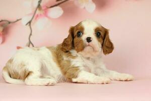 Cute cavalier King Charles spaniel puppy on pink background photo