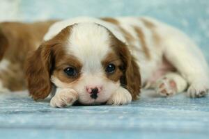 linda caballero Rey Charles spaniel perrito en azul antecedentes foto