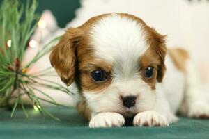 Cute small cavalier king charles spaniel puppies photo