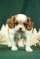 linda pequeño caballero Rey Charles spaniel cachorros foto