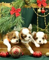 Cute small cavalier king charles spaniel puppies with christmas decorations photo