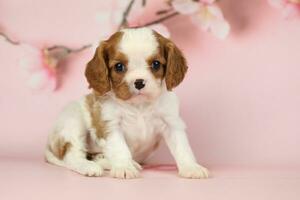 Cute cavalier King Charles spaniel puppy on pink background photo
