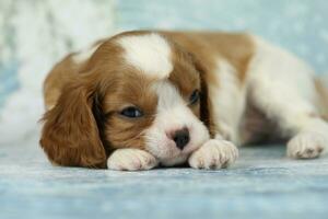 Cute cavalier King Charles spaniel puppy on blue background photo