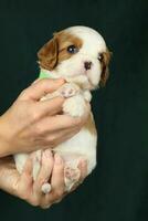 Cute small cavalier king charles spaniel puppy in the palms photo