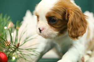 Cute small cavalier king charles spaniel puppies photo