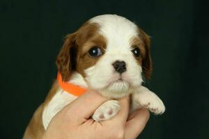 Cute small cavalier king charles spaniel puppy in the palms photo