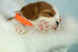 Cute sleeping cavalier King Charles spaniel puppy on white background photo