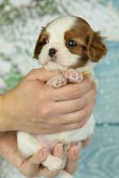 Cute cavalier King Charles spaniel puppy on blue background photo